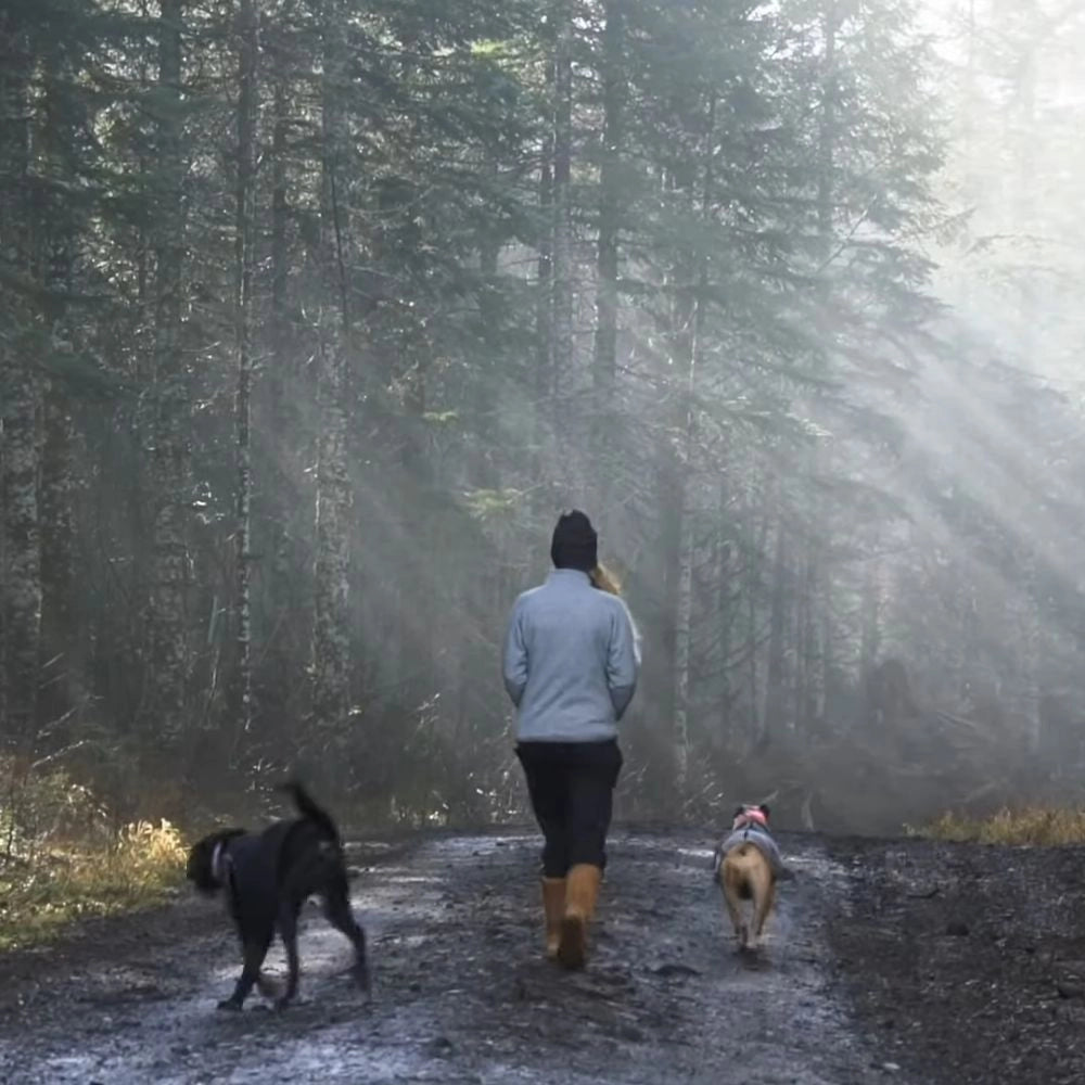 Person walking with two dogs on a forest path with sunlight filtering through the trees.